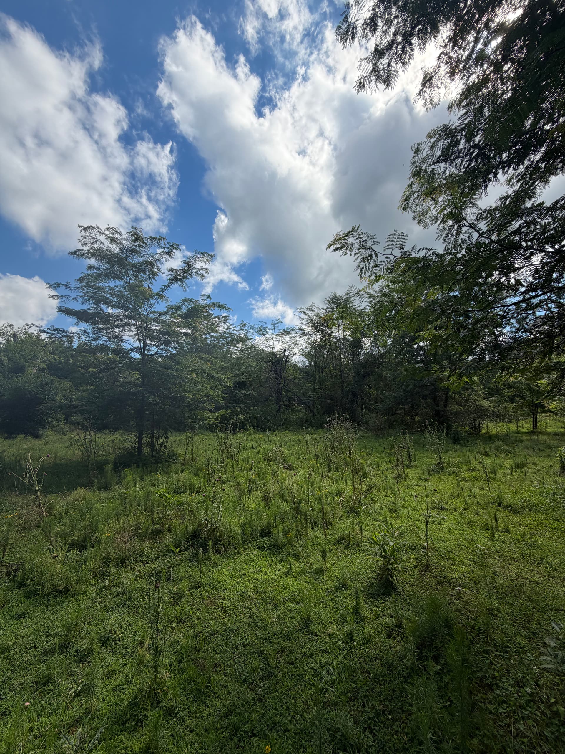 From Overgrown Brush to Wide Open Land in Middle Tennessee image