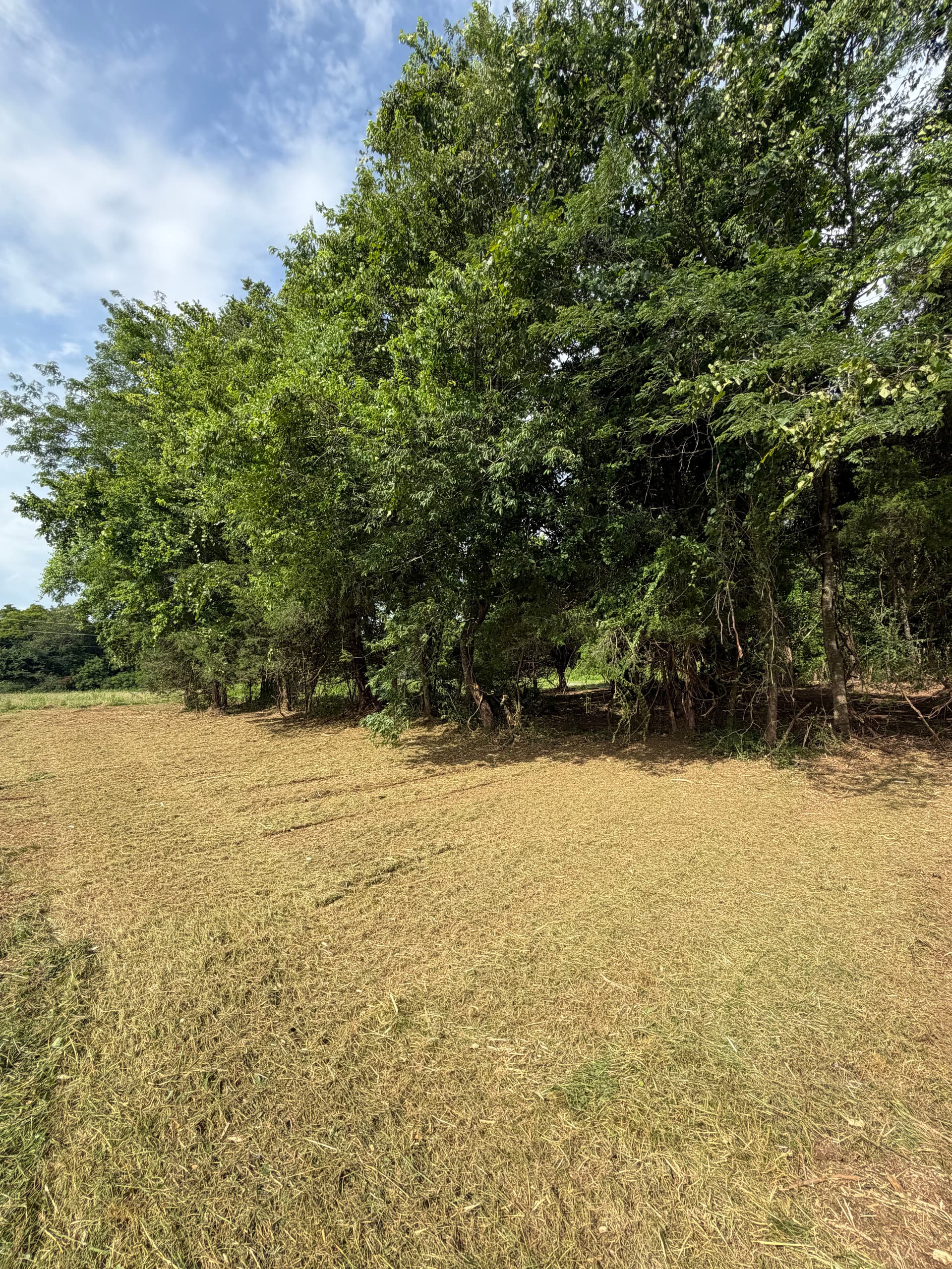 Gallery photos for Overgrown Land Cleared and Made Usable Again: Image #3