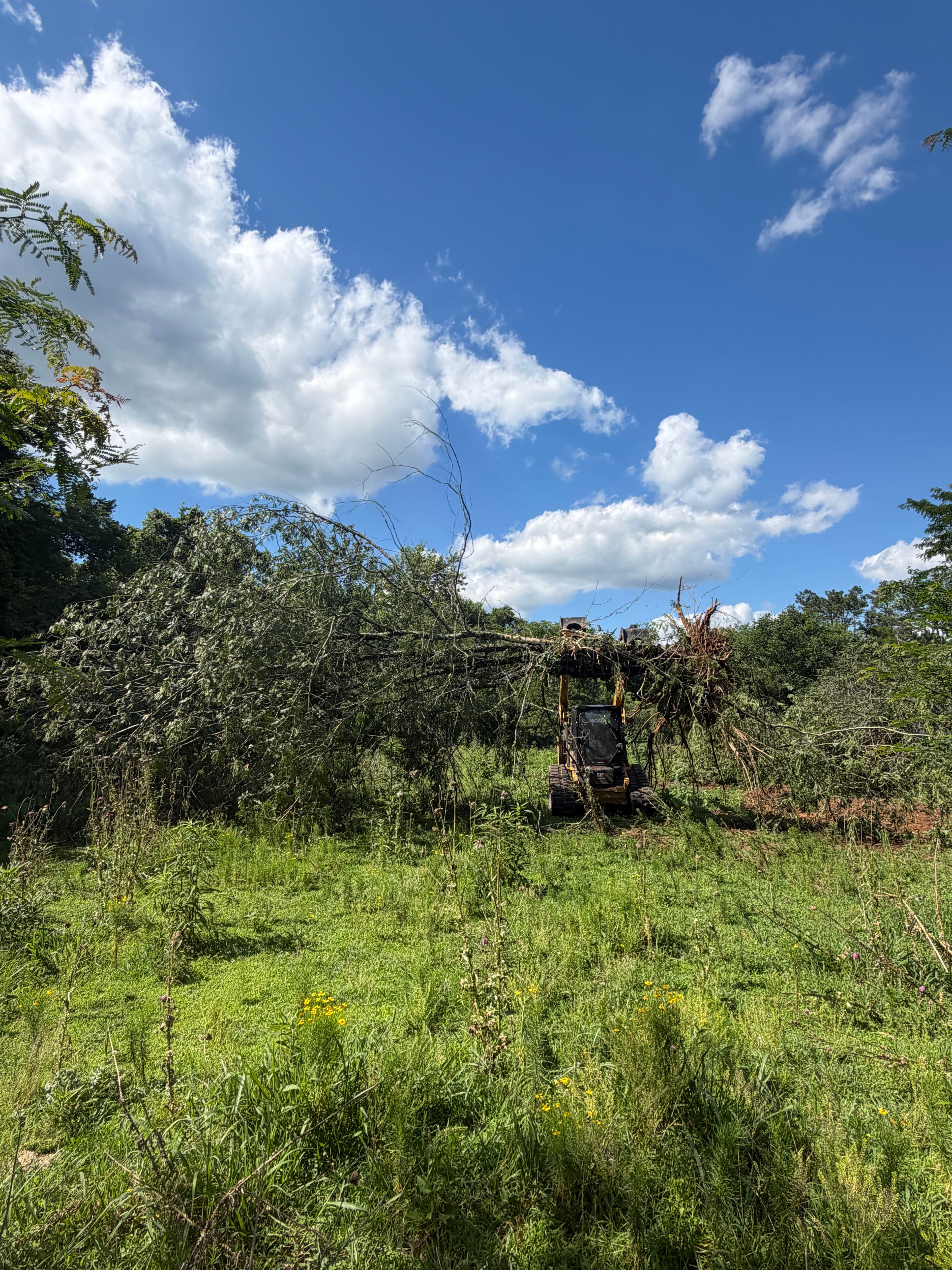 Project Black Locust Removal and Brush Clearing Done Right image