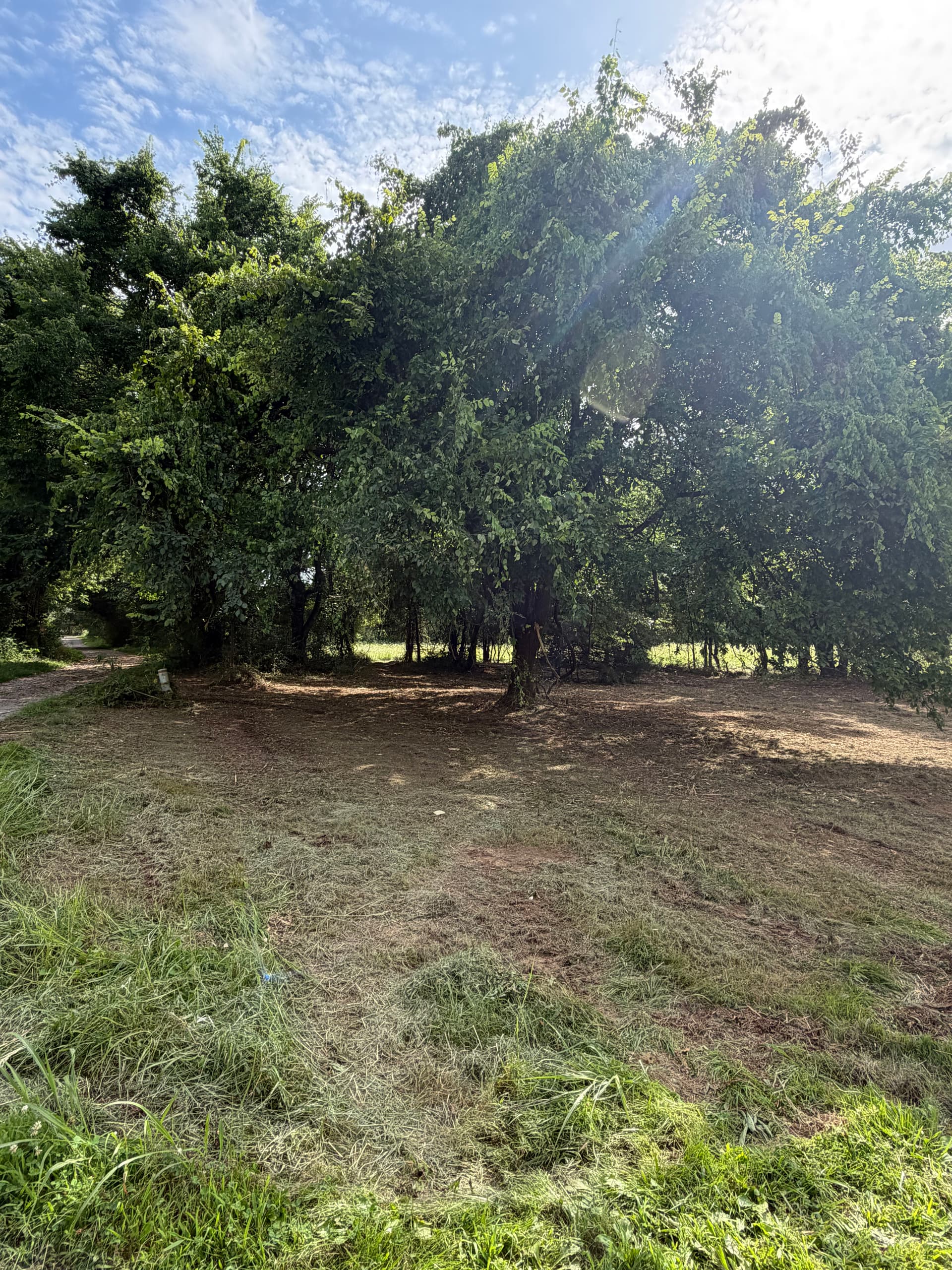 Gallery photos for Overgrown Land Cleared and Made Usable Again: Image #2