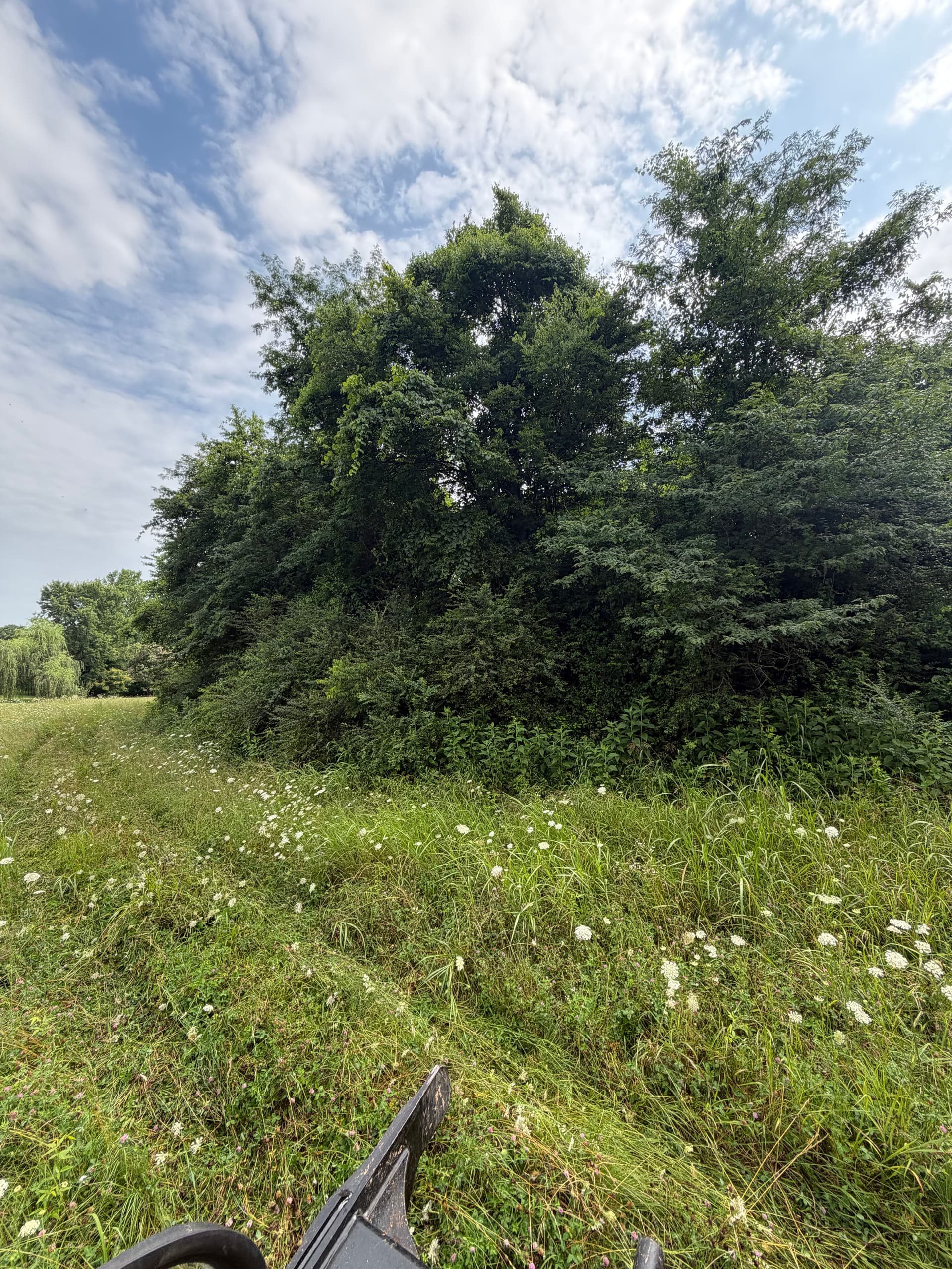 Gallery photos for Overgrown Land Cleared and Made Usable Again: Image #1