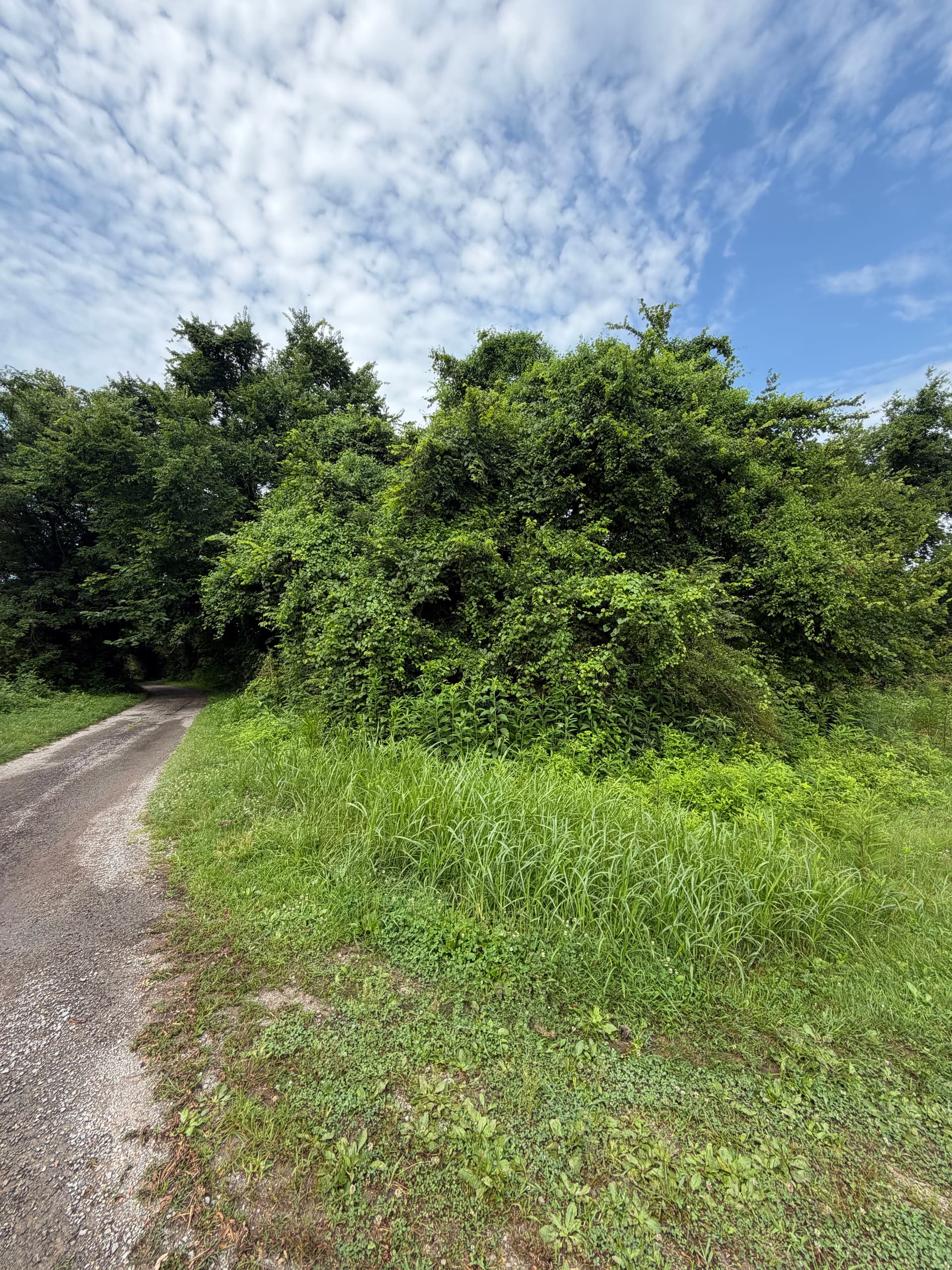 Overgrown Land Cleared and Made Usable Again image