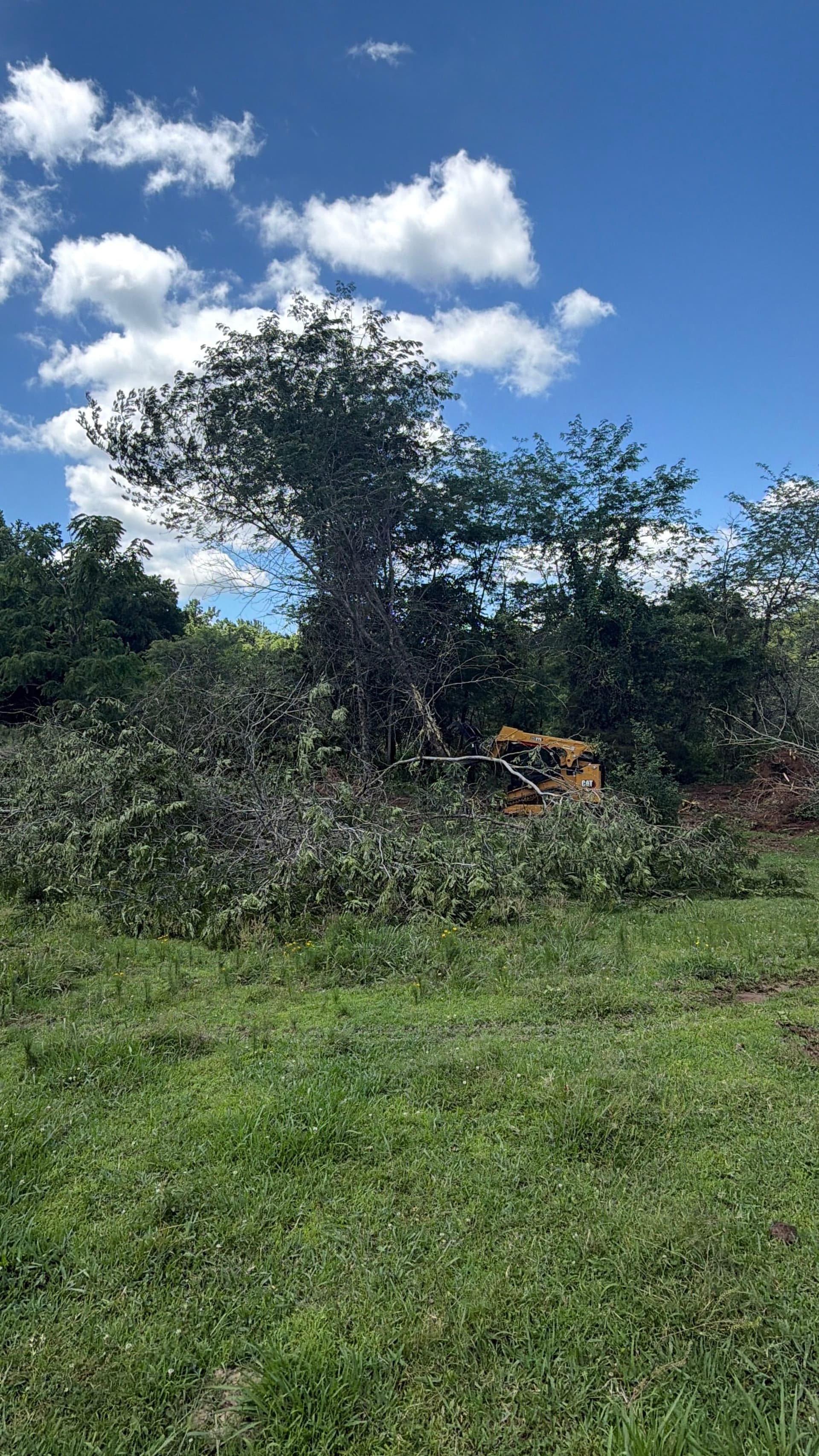 Gallery photos for Black Locust Removal and Brush Clearing Done Right: Image #1
