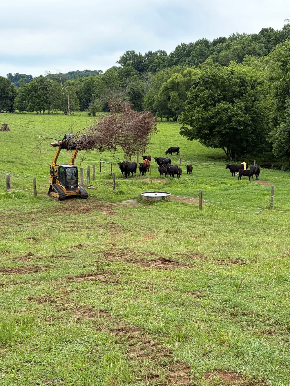 Tractor clearing branches in a pasture with a herd of cows grazing nearby.