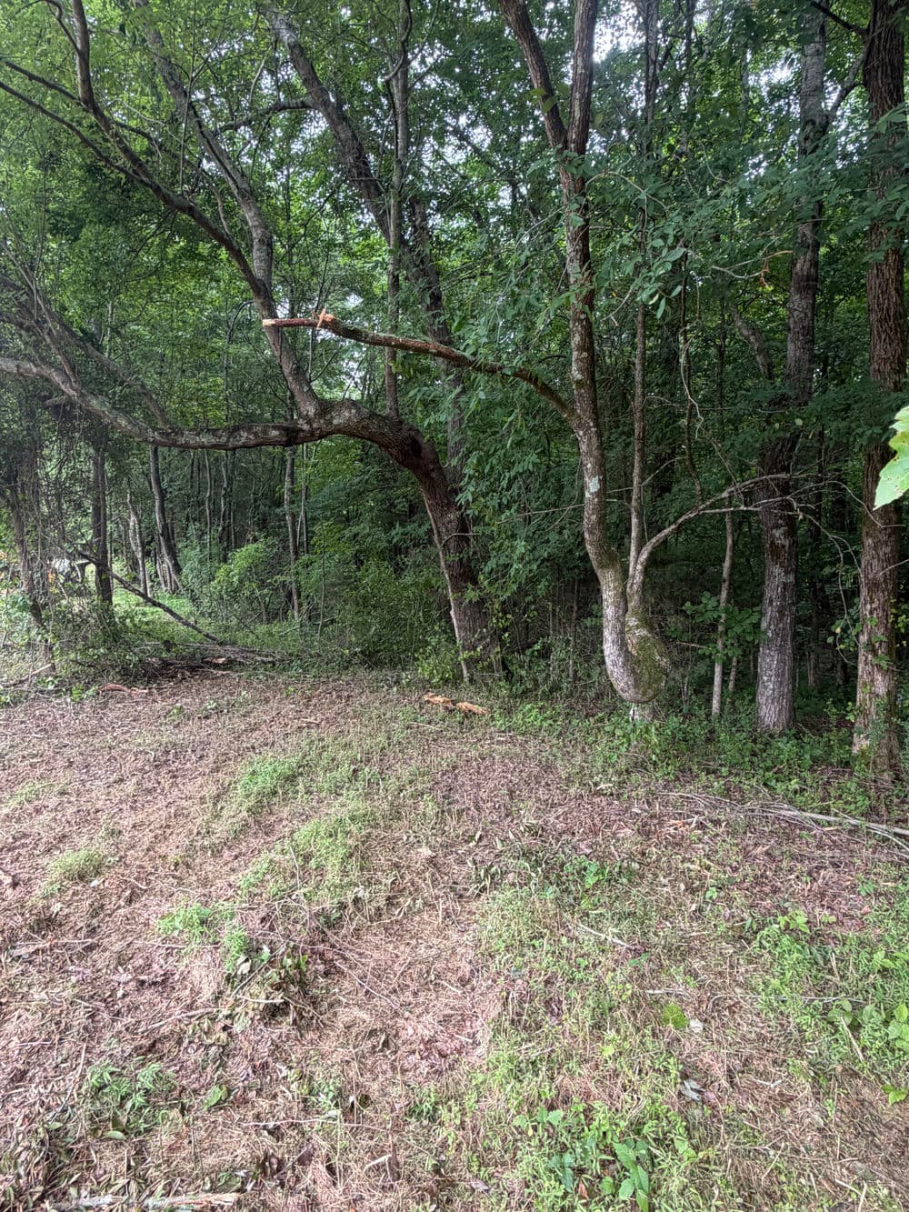 Curved tree in a lush forest clearing with dense greenery and underbrush.