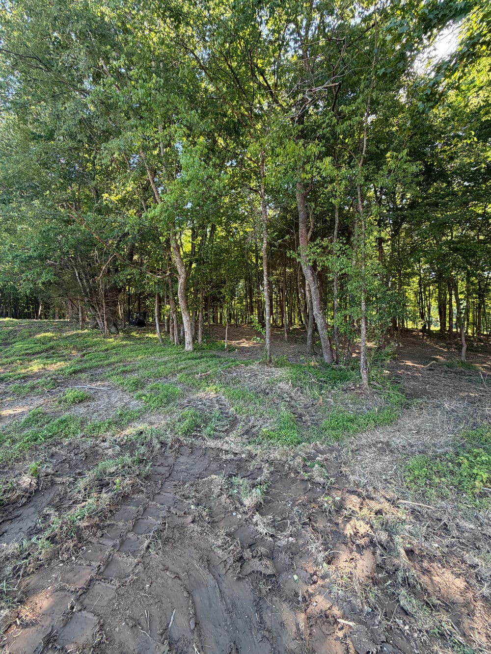 Lush green forest with trees and a muddy path, showcasing nature's beauty and tranquility.