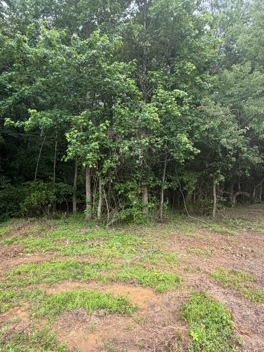 Dense greenery and trees in a natural woodland setting with a clear ground area.