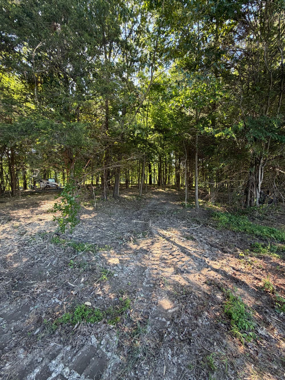 Lush forest area with sunlight filtering through trees and cleared ground.