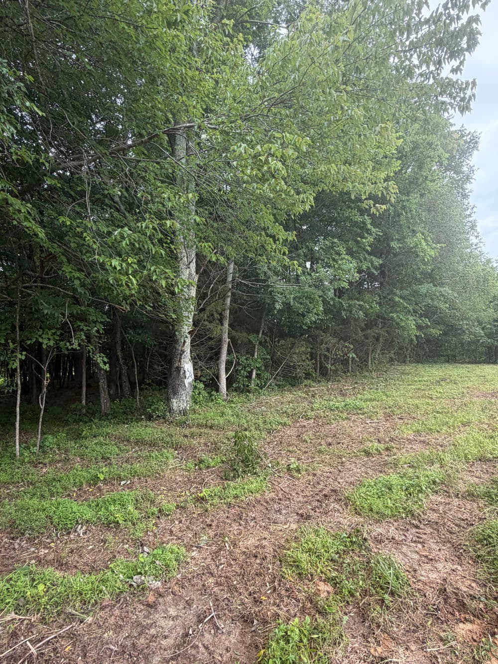 Lush forest edge with trees and green grass in a natural landscape setting.
