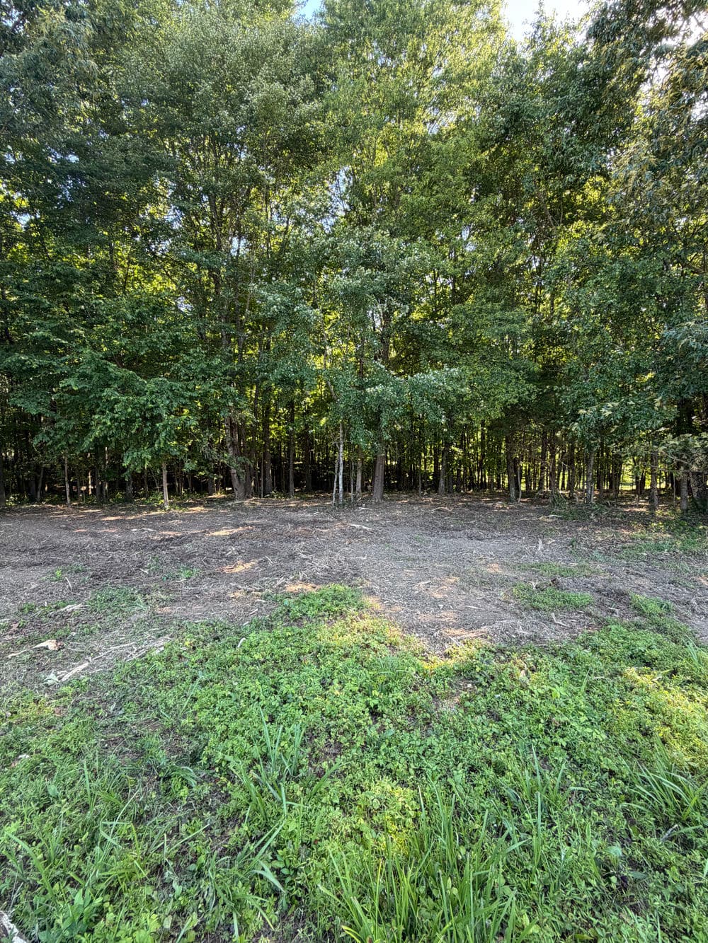 Cleared area in a forest with dense green trees and undergrowth, showcasing nature's tranquility.