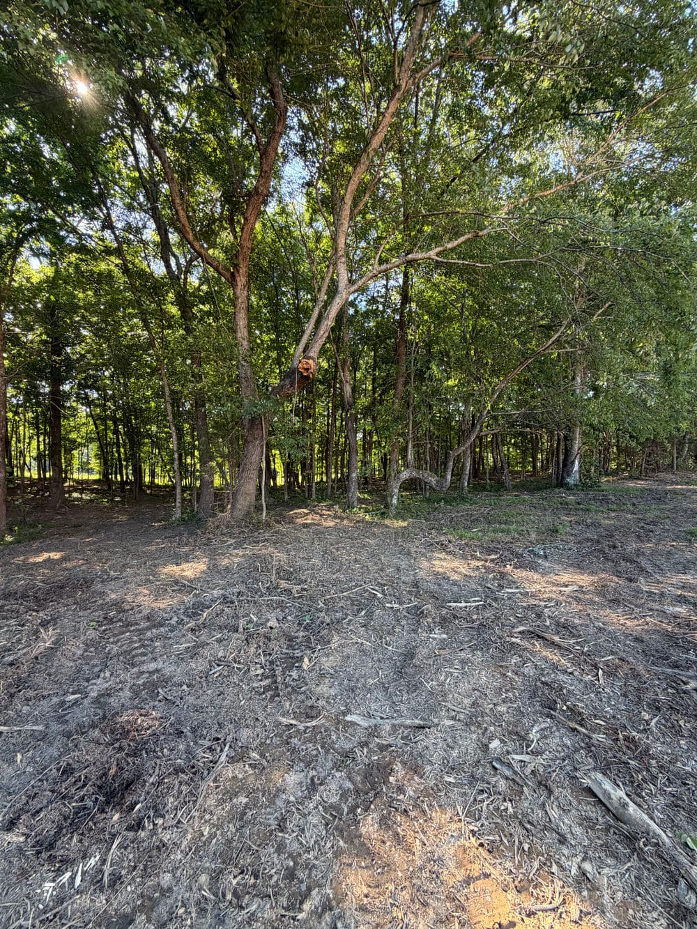 Tree in a sunlit forest with cleared ground, showcasing nature and habitat diversity.