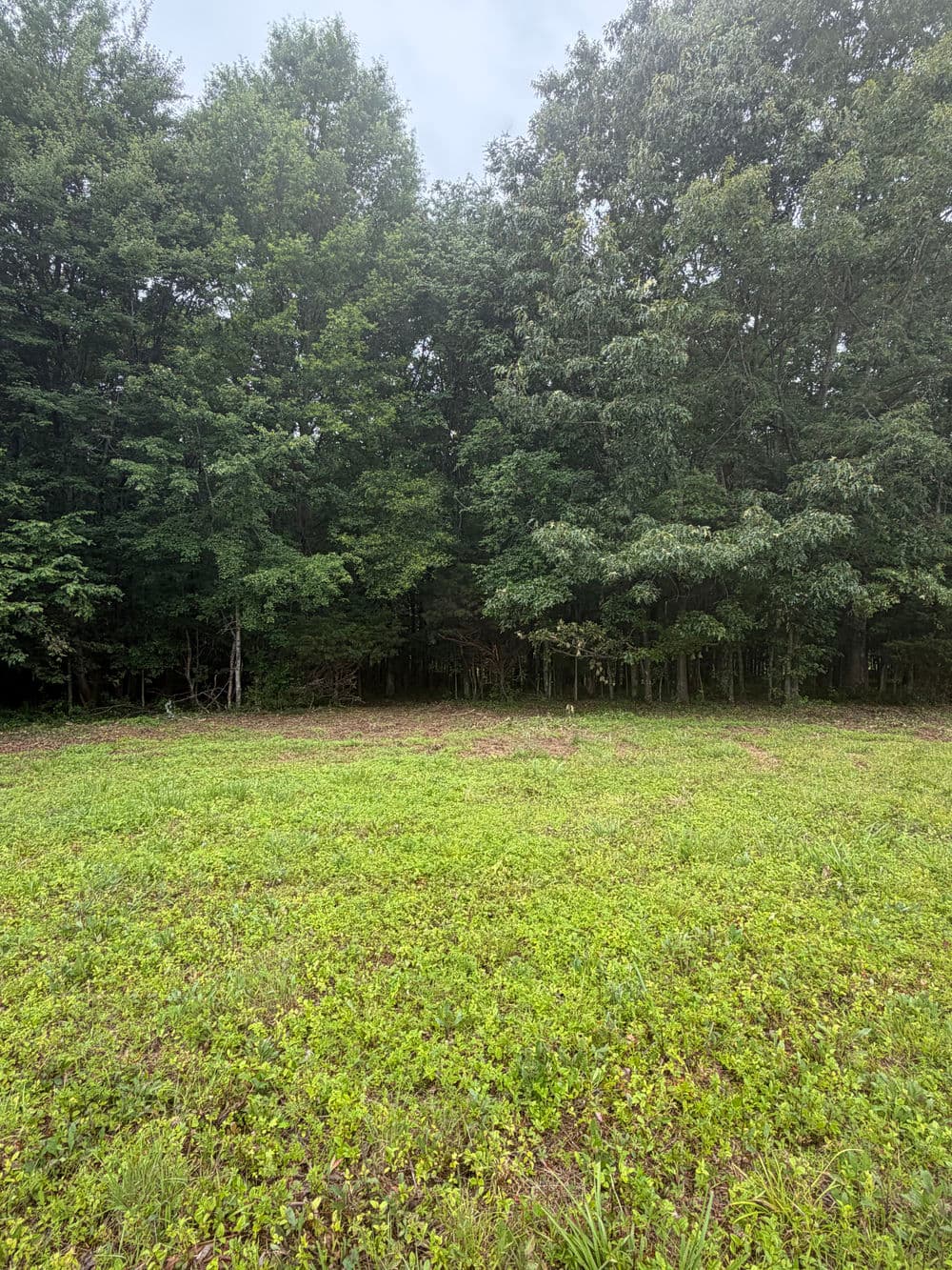Lush green field leading to a dense tree line under a cloudy sky.