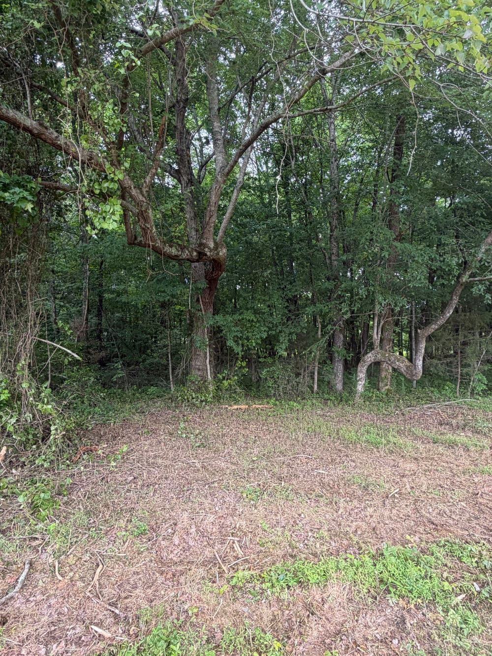Lush green forest with large trees and undergrowth in a serene natural setting.