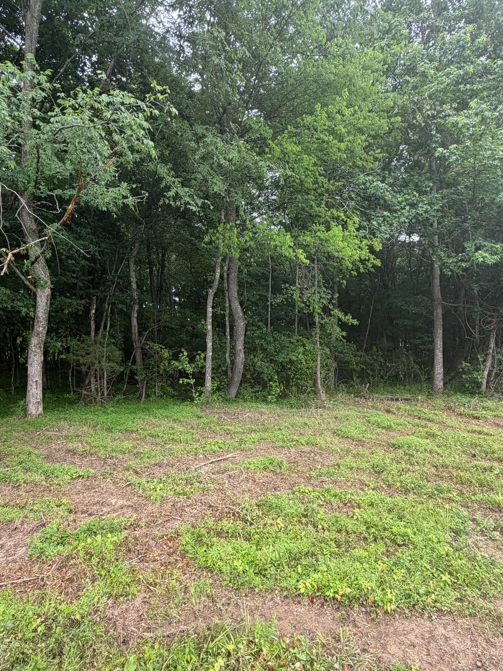 Lush green forest with trees and grassy area, perfect for nature exploration.