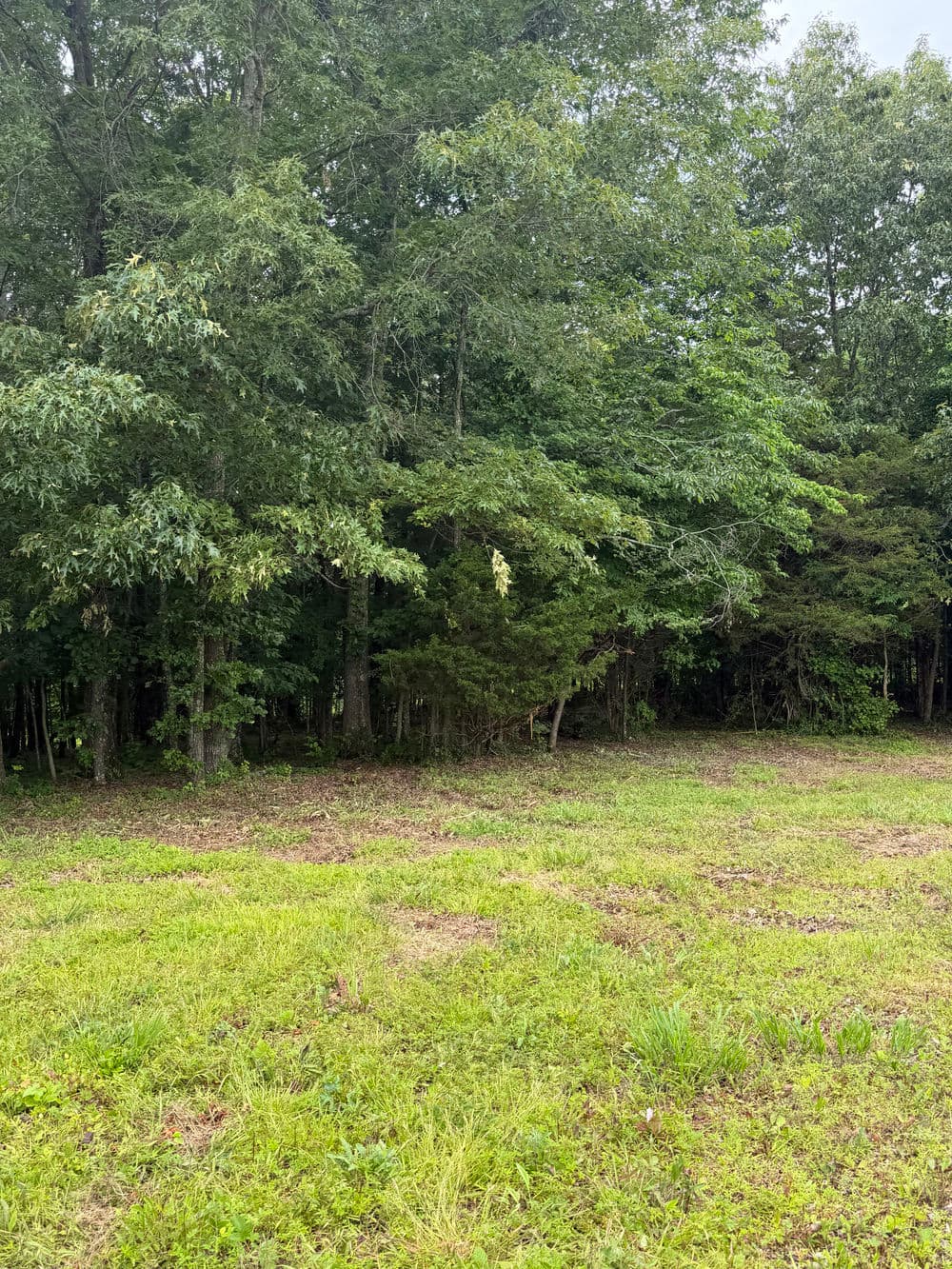 Lush green forest edge with dense trees and an open grassy area in the foreground.