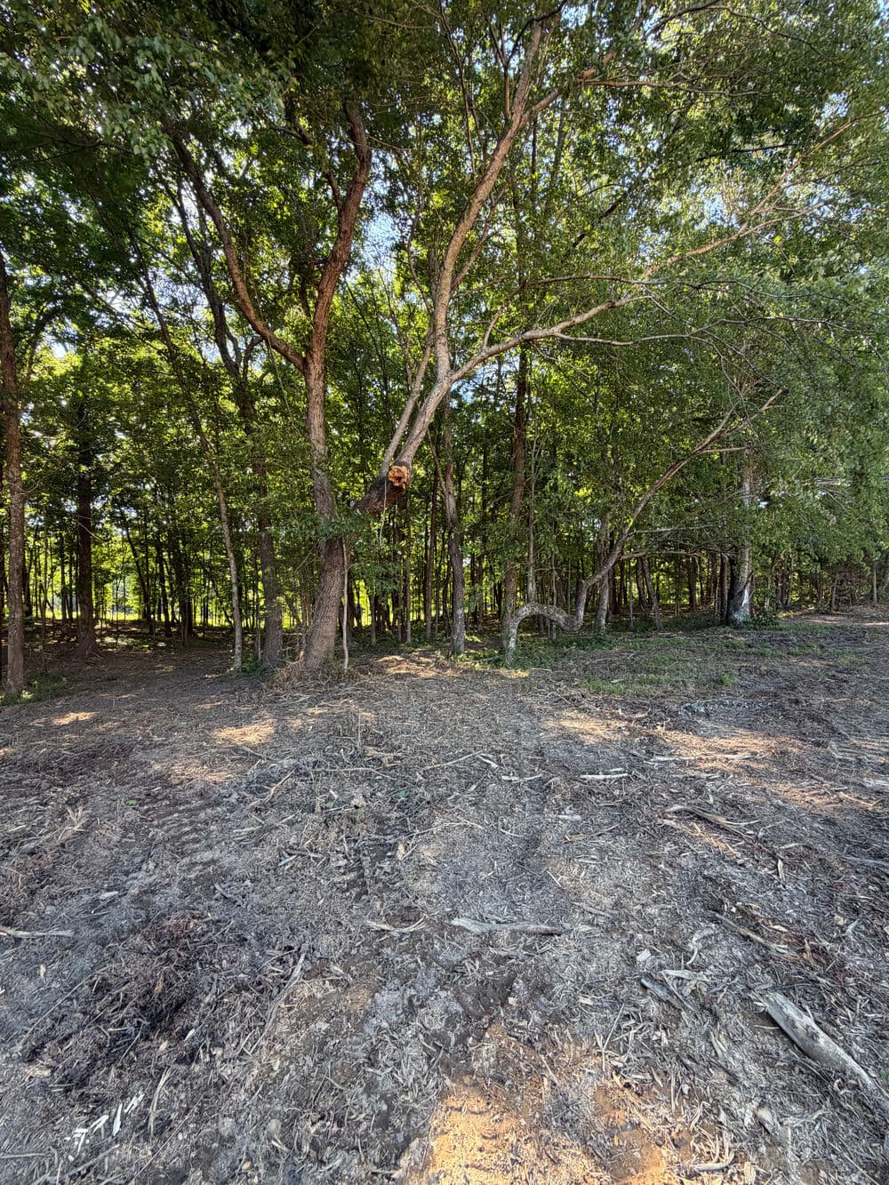 Cleared forest area with trees and dense greenery in the background under bright sunlight.