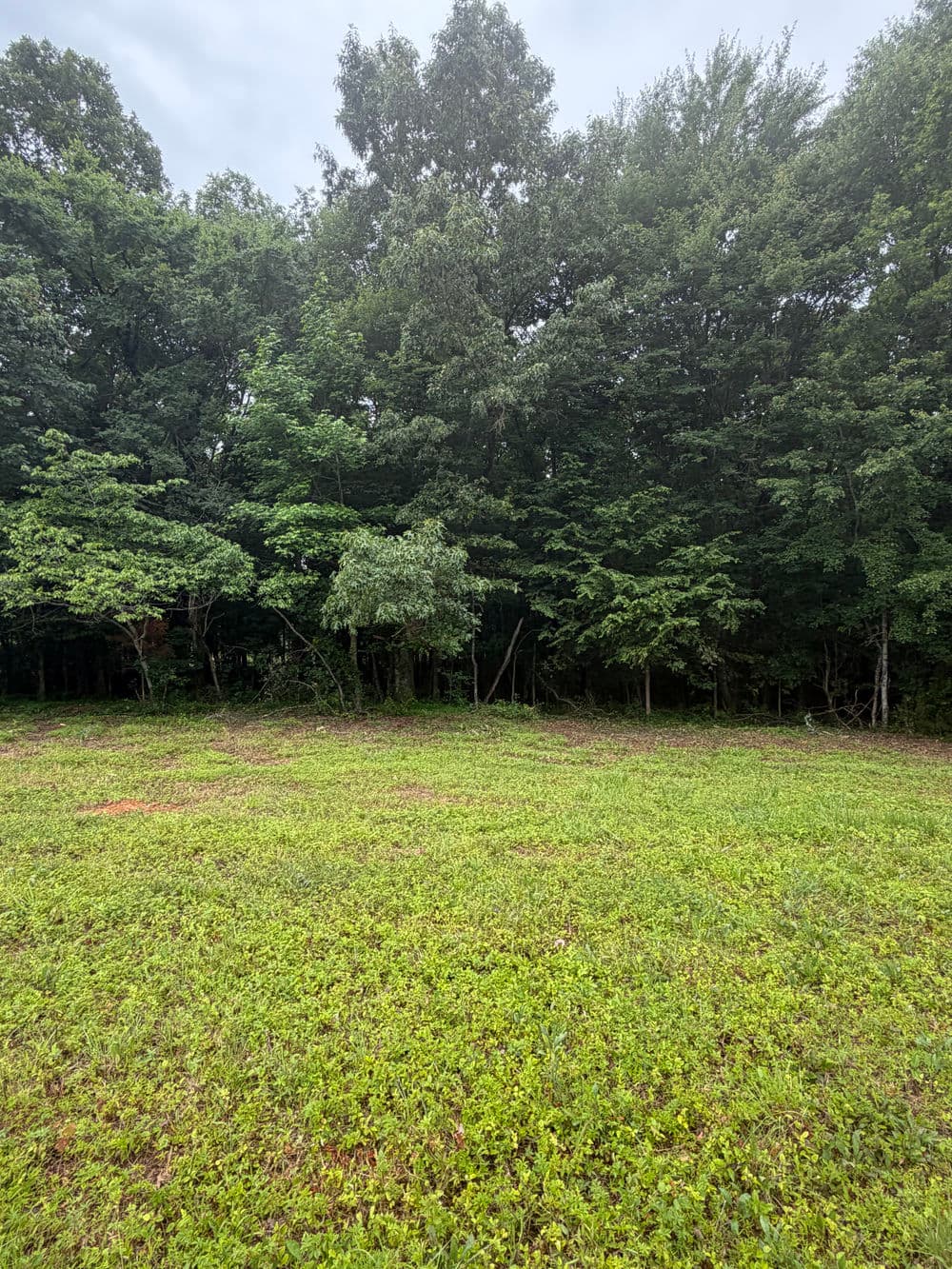 Lush green field with a dense forest backdrop under overcast skies.