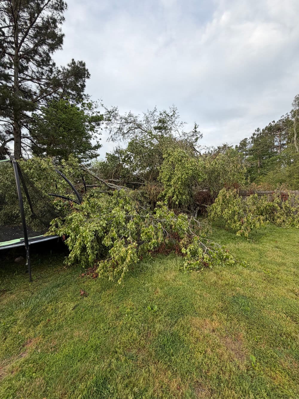 Fallen tree branches cluttering a backyard near a trampoline and green grass.
