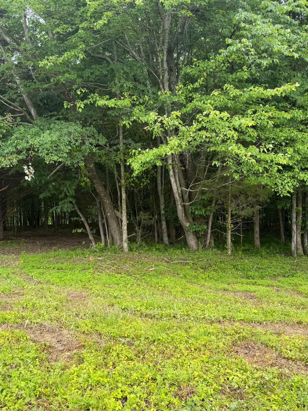 Lush green forest edge with tall trees and grassy clearing, ideal for nature exploration.