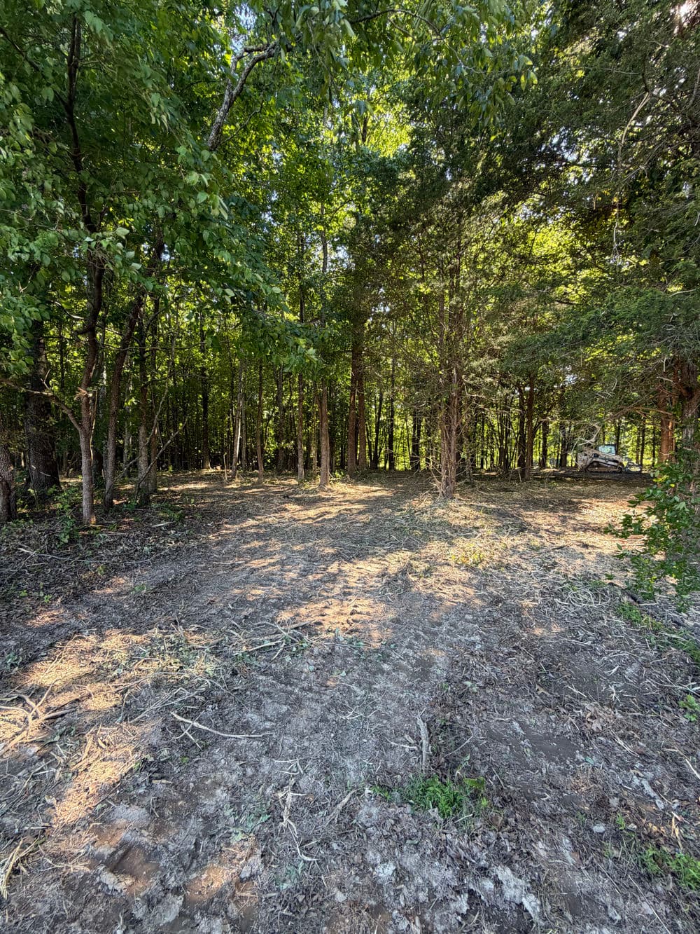 Cleared wooded area with trees, sunlight filtering through leaves, and sparse ground cover.