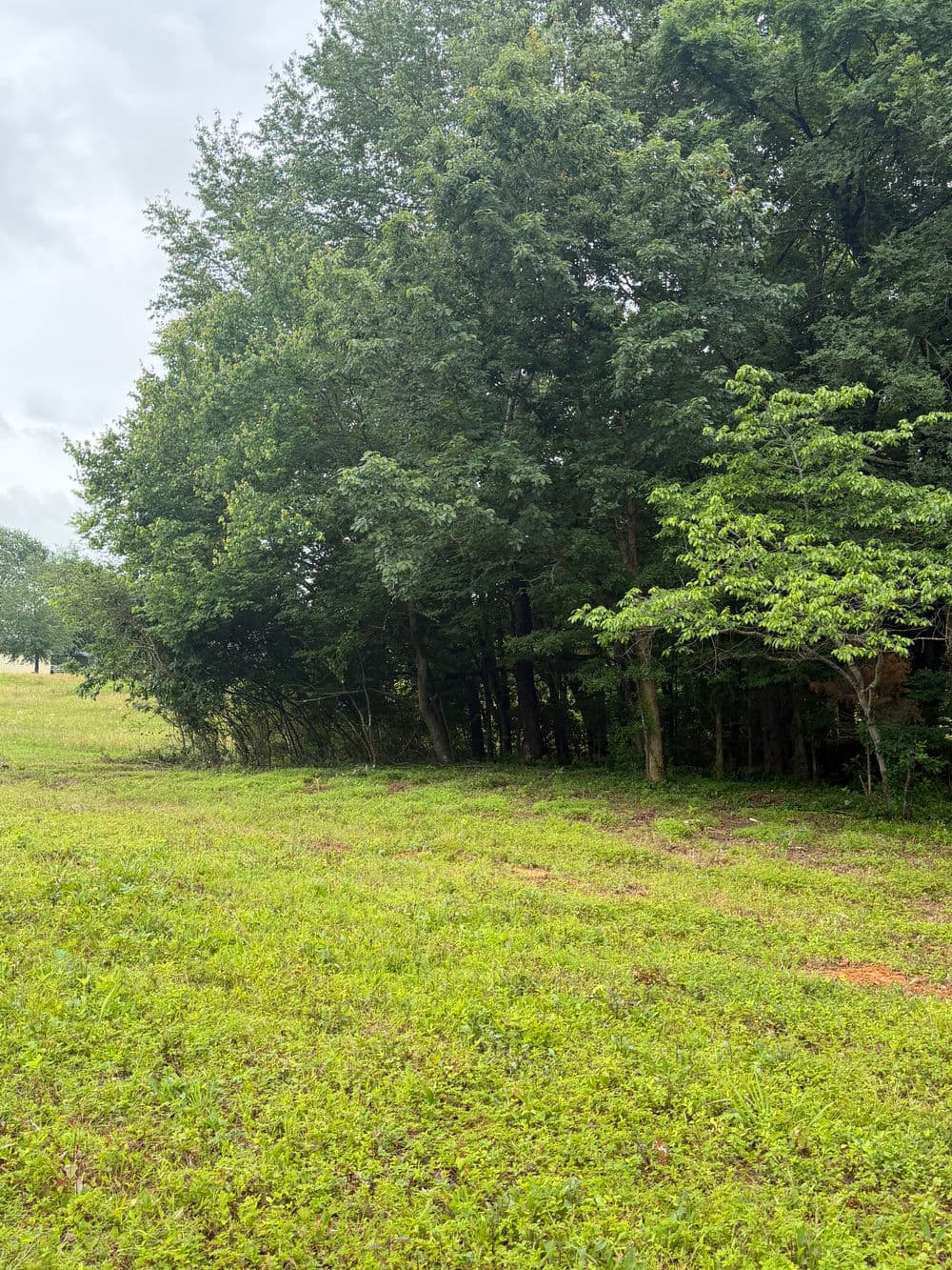 Lush green landscape with trees and overcast sky in a natural outdoor setting.