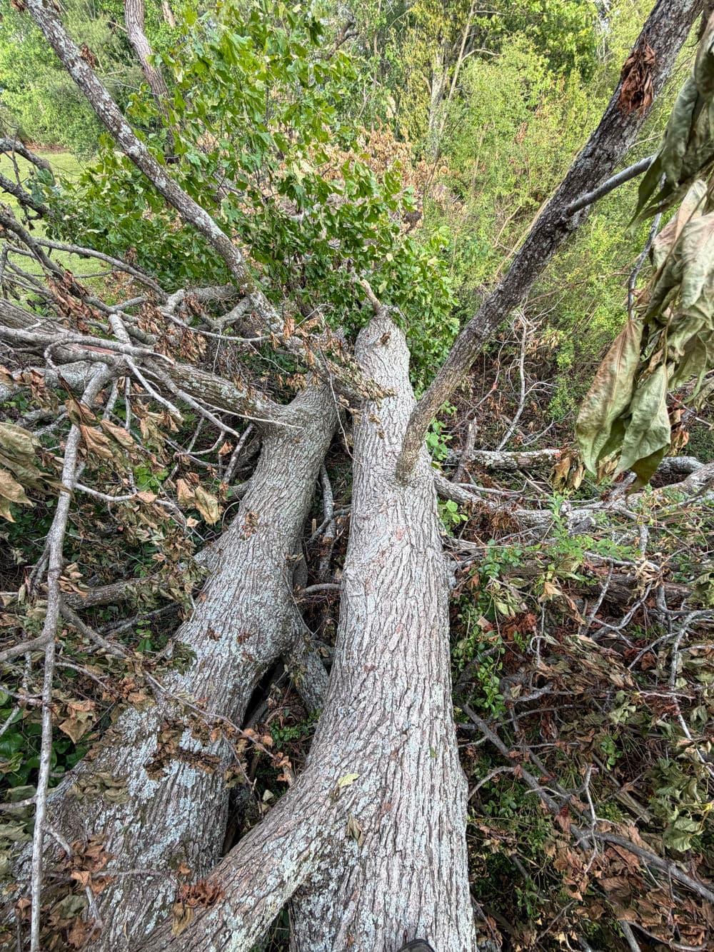 Fallen trees tangled together on a forest floor, surrounded by green foliage and debris.