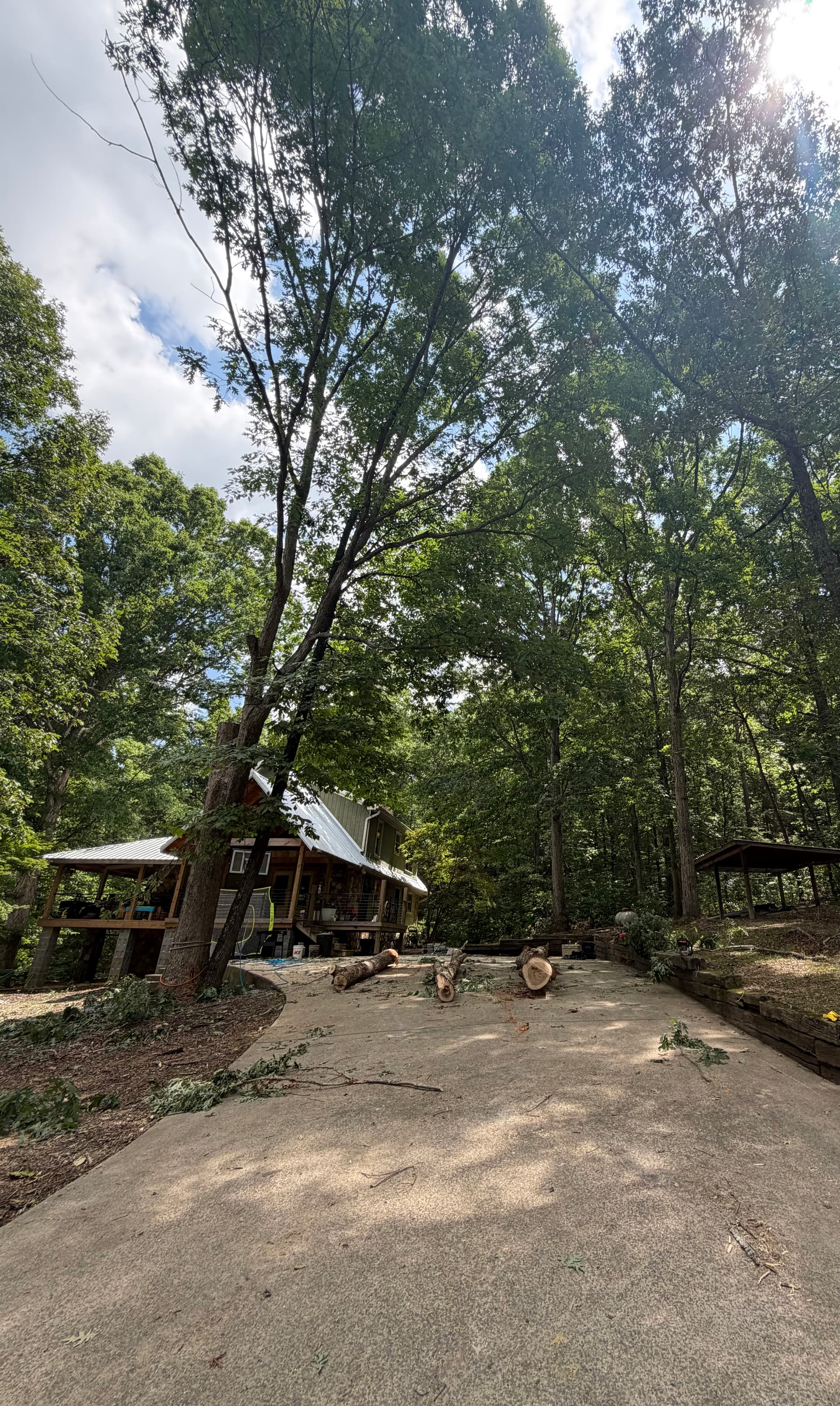 Gallery photos for Tree Removal Around a Wooded Home and Driveway: Image #1