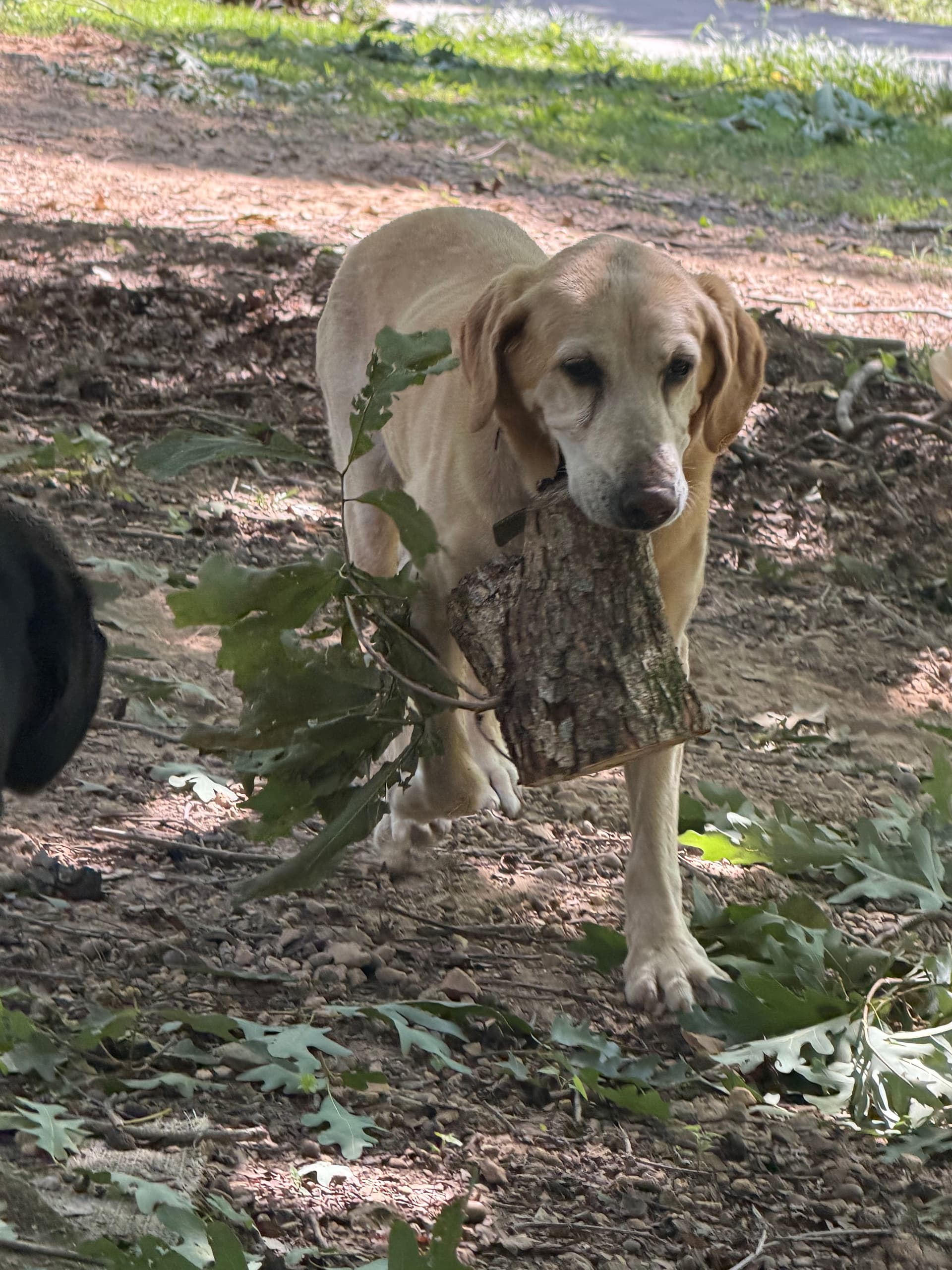 Our Best Crew Member Takes Stick Cleanup Very Seriously image