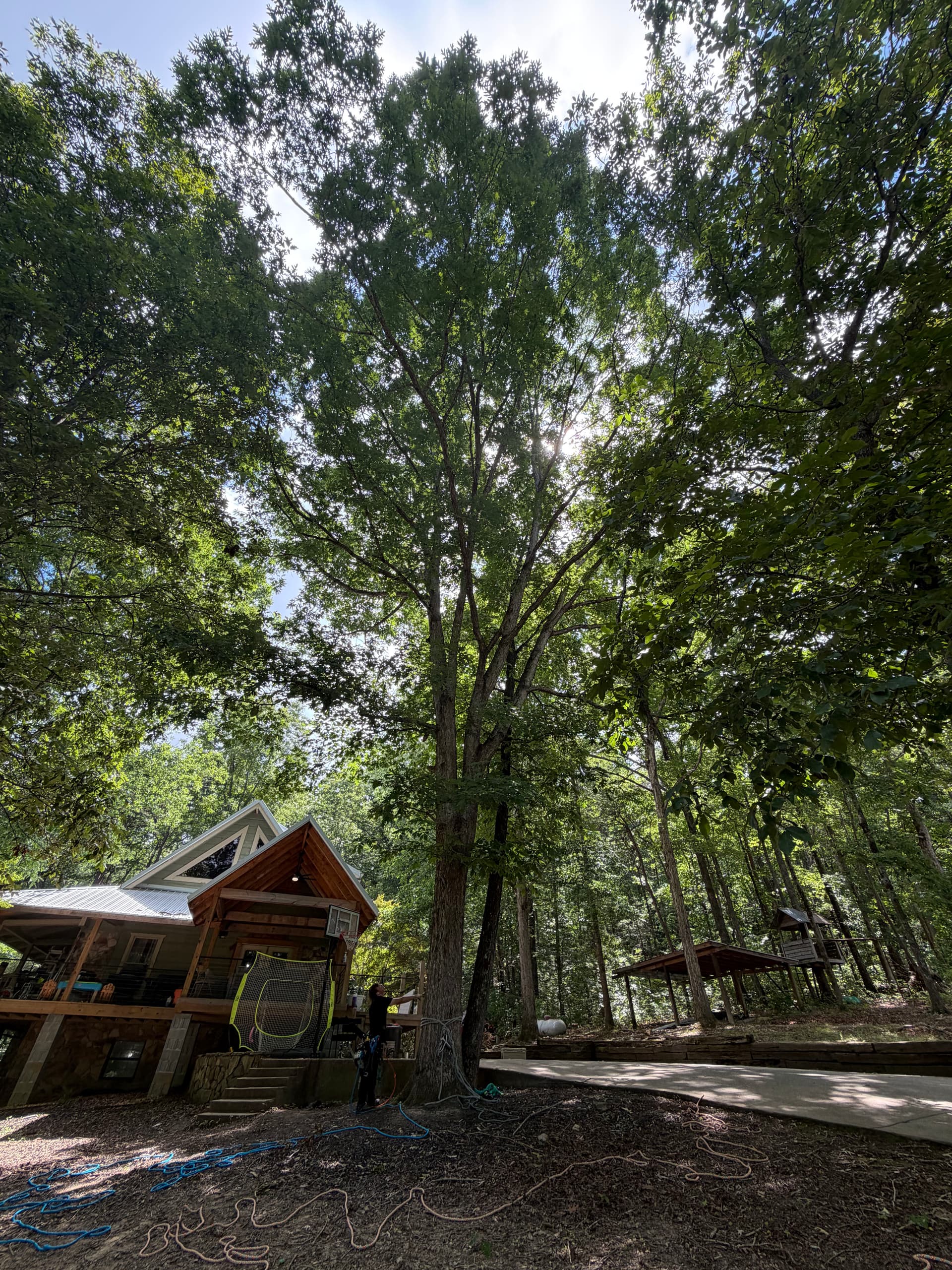 Tree Removal Around a Wooded Home and Driveway image